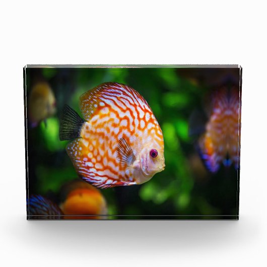 魚 フォトブロック (正面)