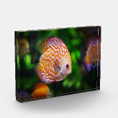 魚 フォトブロック (左)