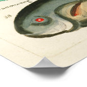 魚 ポスター (角)