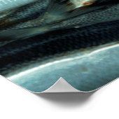魚 ポスター (角)