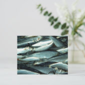 魚 ポストカード (スタンド正面)