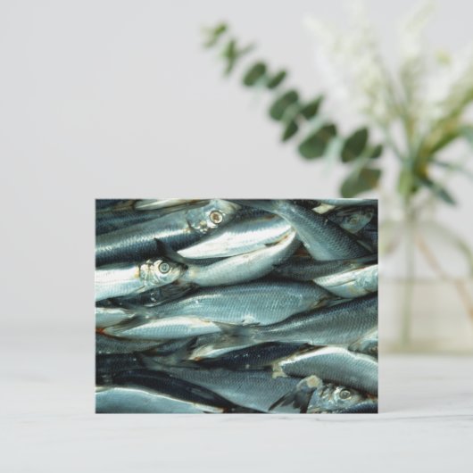 魚 ポストカード (スタンド正面)