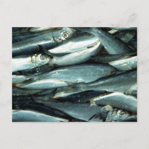 魚 ポストカード