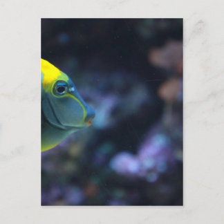 魚 ポストカード