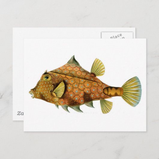 魚 ポストカード (正面/裏面)