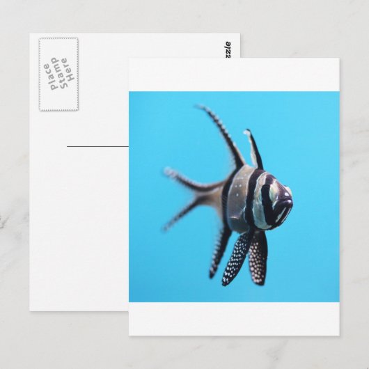 魚 ポストカード (正面/裏面)