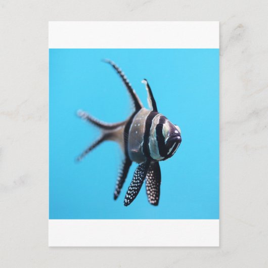 魚 ポストカード (正面)