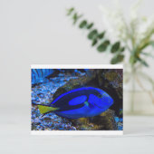 魚 ポストカード (スタンド正面)