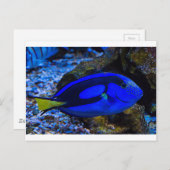 魚 ポストカード (正面/裏面)