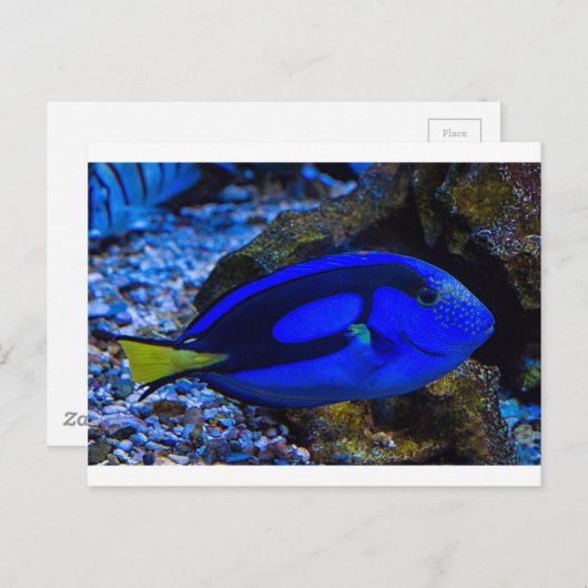 魚 ポストカード (正面/裏面)