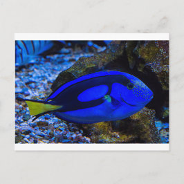 魚 ポストカード