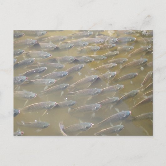 魚 ポストカード (正面)