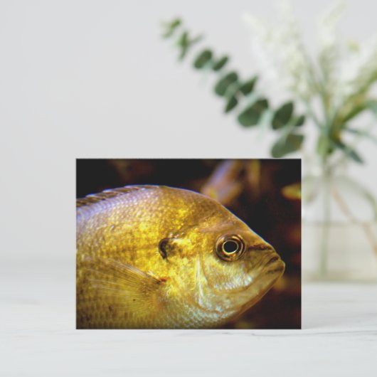 魚 ポストカード (スタンド正面)