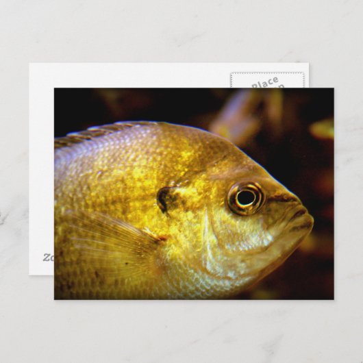 魚 ポストカード (正面/裏面)