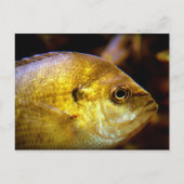 魚 ポストカード (正面)