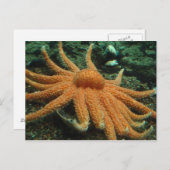 魚 ポストカード (正面/裏面)