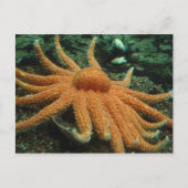 魚 ポストカード (正面)