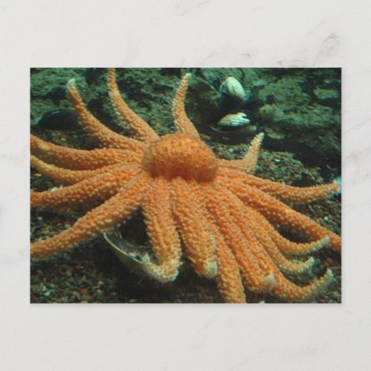 魚 ポストカード (正面)