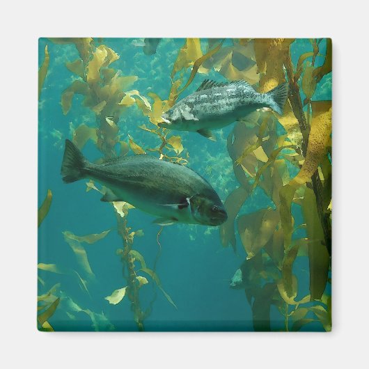 魚 マグネット (正面)