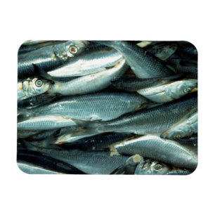 魚 マグネット