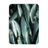 魚 マグネット (縦)
