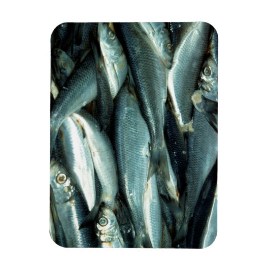 魚 マグネット (縦)