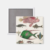 魚 マグネット (正面/裏面)