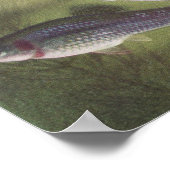 魚 – モリー – ポエチリア・スピネップ ポスター (角)