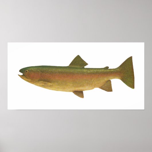 魚 – レインボーマス – Salmo gairdnerii ポスター (正面)