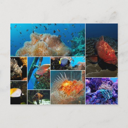 魚、写真のコラージュ。 ポストカード (正面)