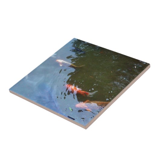 魚、池のコイのコイ タイル (側面)