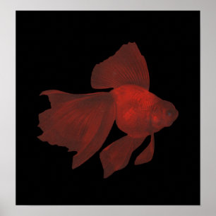 魚 – 金魚の花模様 – Carassius auratus ポスター