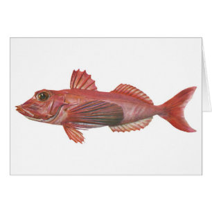 魚-鋭突き出たGurnard