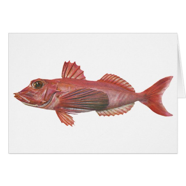 魚-鋭突き出たGurnard (正面横)