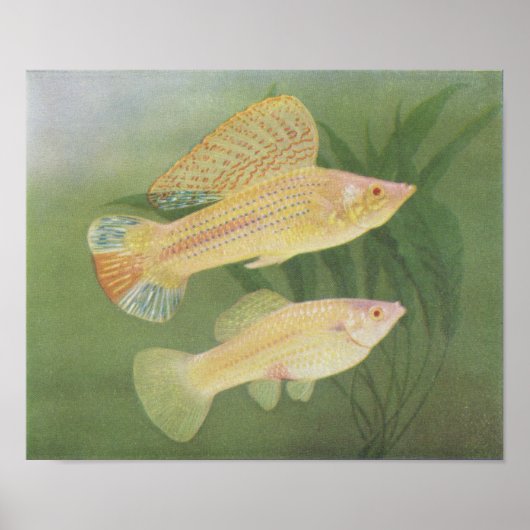 魚 – Albino Molies - Poecilia latipinna P/folio ポスター (正面)