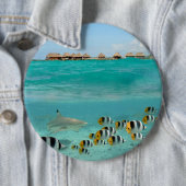 魚、Bora Boraの礁湖ボタンを追跡している鮫 缶バッジ (インサイチュ)