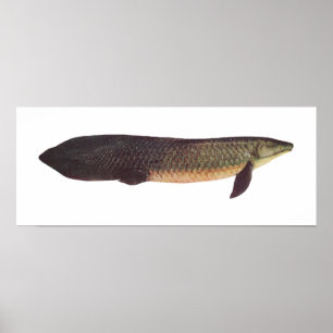 魚 – Qld。ラングフィッシュ – フォルステリ菌 ポスター