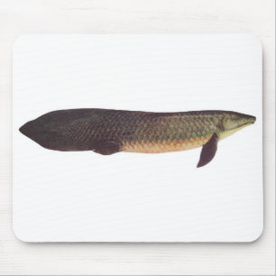 魚- Qld。 肺魚- Neoceratodusのforsteri マウスパッド