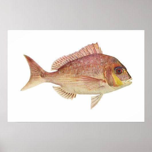 魚 – Red Bream - Chryosophys gututatus ポスター (正面)