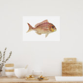 魚 – Red Bream - Chryosophys gututatus ポスター (キッチン)