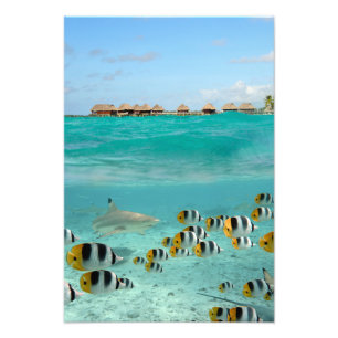 鮫および魚のBora Boraの礁湖の縦のプリント フォトプリント