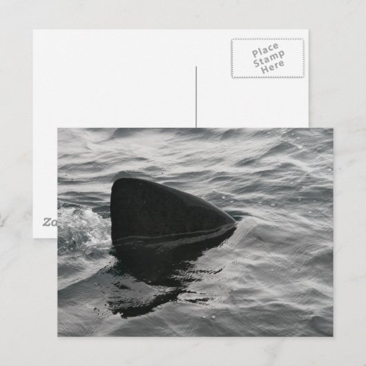 鮫のひれ ポストカード (正面/裏面)