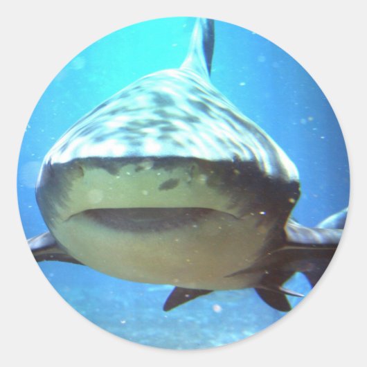 鮫のステッカー ラウンドシール (正面)