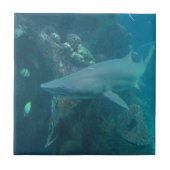 鮫のタイル タイル (正面)