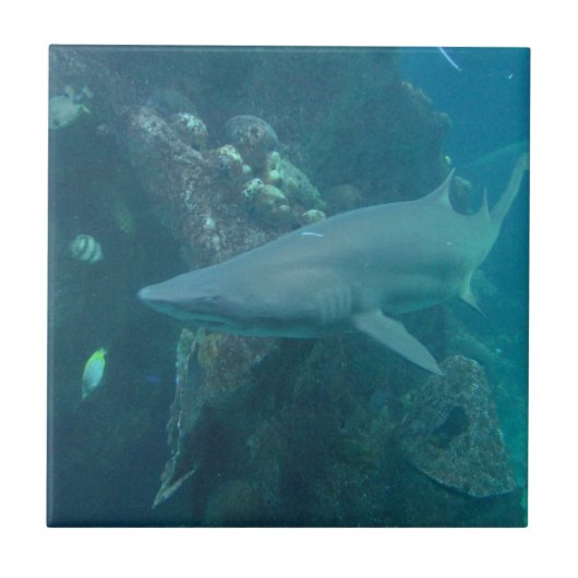 鮫のタイル タイル (正面)