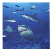 鮫の写真の立方体 フォトキューブ (正面)