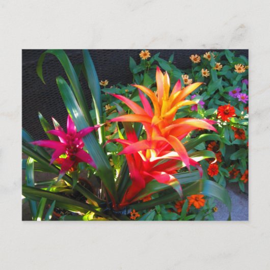 鮮やかさ ポストカード (正面)