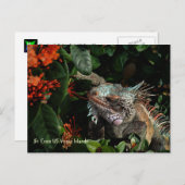 鮮やかなイグアナのポストカード、米領バージン諸島 ポストカード (正面/裏面)