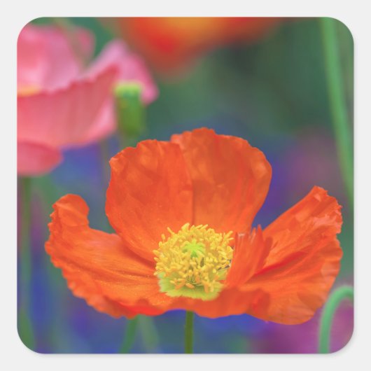 鮮やかなオレンジ色のポピーの花 スクエアシール (正面)