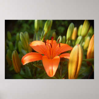 鮮やかなオレンジ ポスター